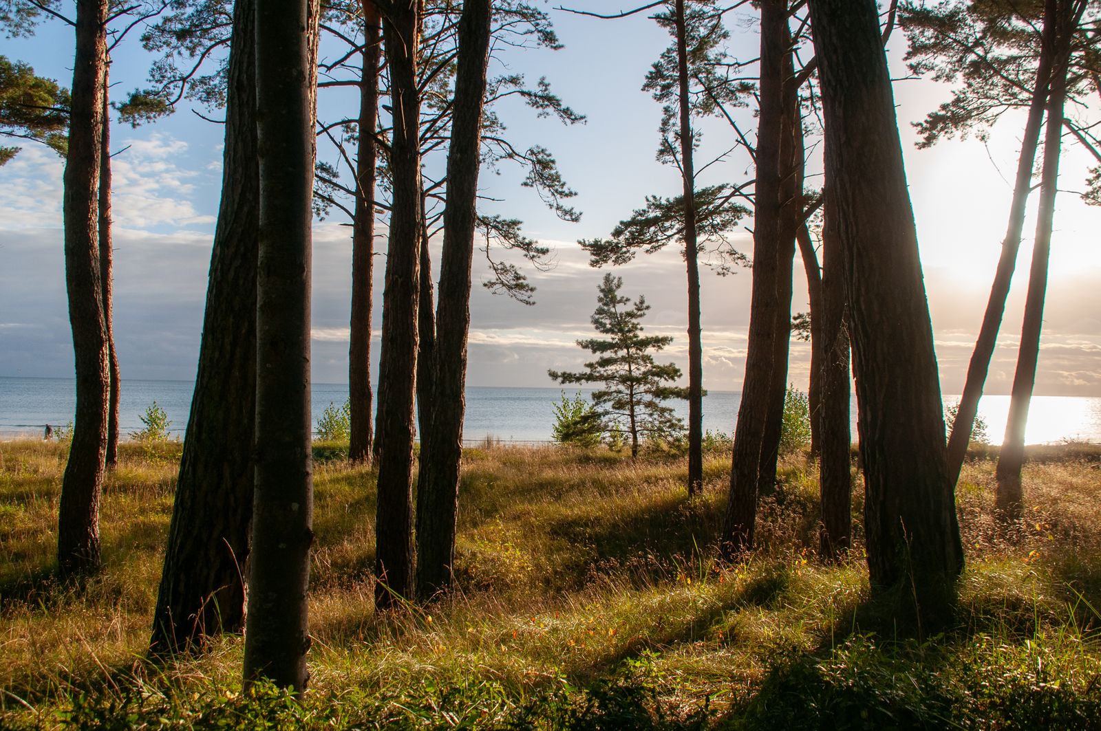 Borova šuma uz obalu u svjetlu zalaska